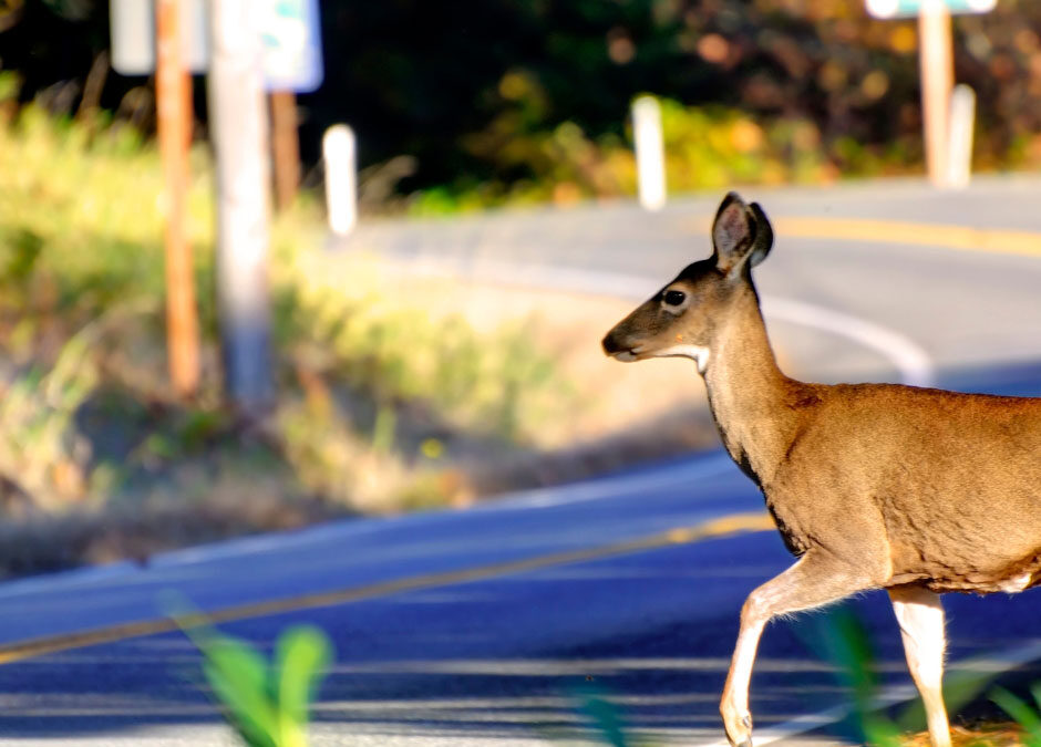 Jackie A - blog pictures - Deer Season Driving Checklist